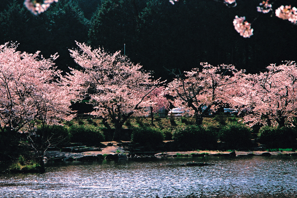 東行池と桜