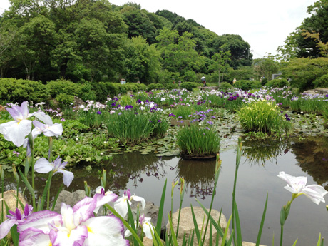 菖蒲まつり2015_1